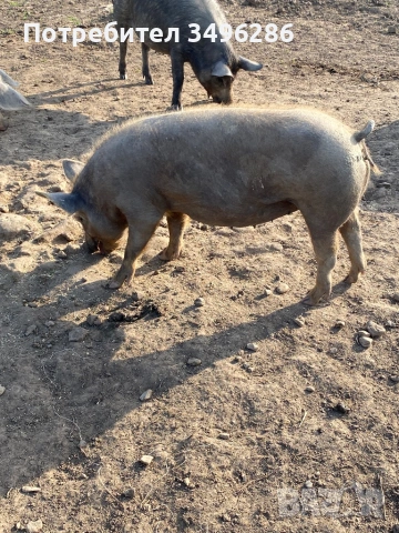 Продавам бременни прасета