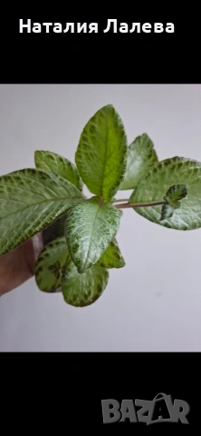 Еписцея, episcia silver sheen