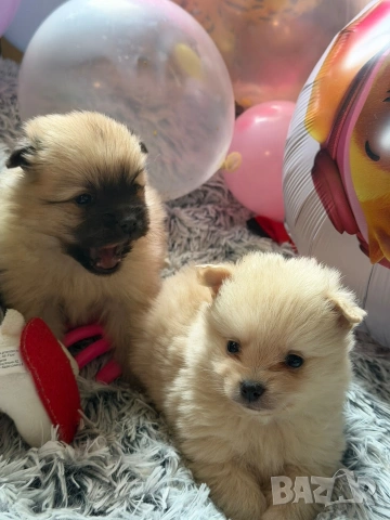 Померан , снимка 3 - Померан - 54074185