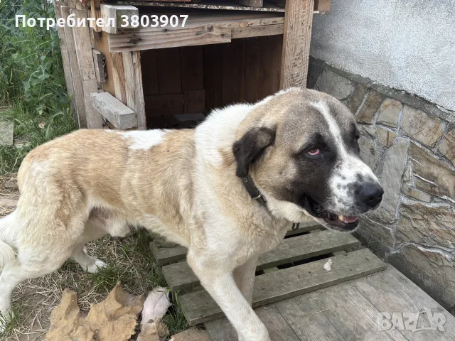 алабай микс спешно търси дом, снимка 2 - Средноазиатска овчарка - 55429086