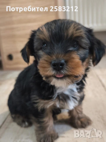 Йоркширски териер, снимка 3 - Йоркширски териер - 54361343