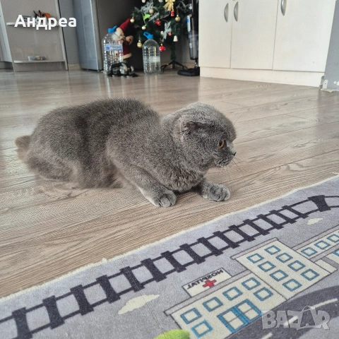 котка шотландска клепоуха , снимка 4 - Британска късокосместа - 55248196