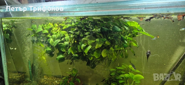 Растение за Аквариум Анубис Нана , снимка 4 - Аквариуми - 54337328
