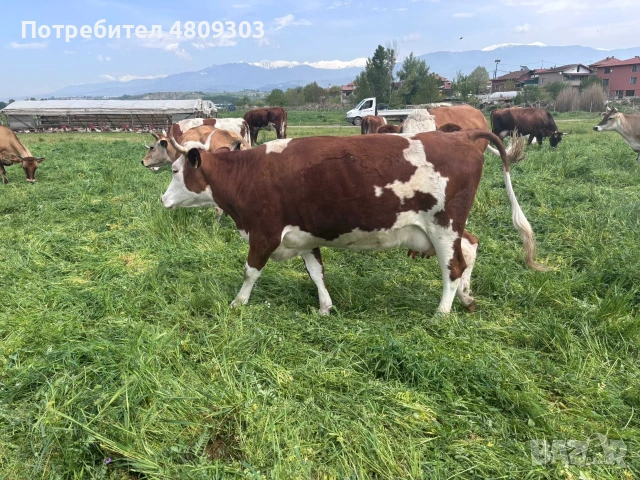 Крави.          . , снимка 5 - Крави - 55177203