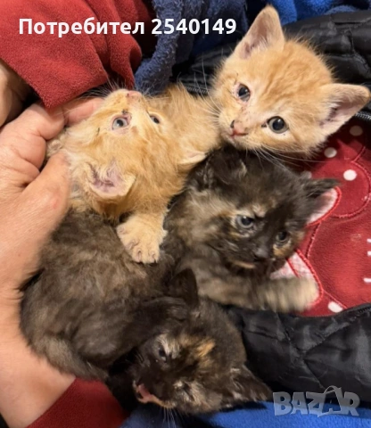 Подарявам едномесечни котенца, София 