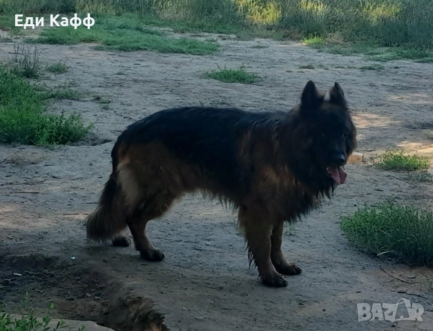 Търси си партьорка ,прекрасен немец, снимка 2 - Немска овчарка - 55165179