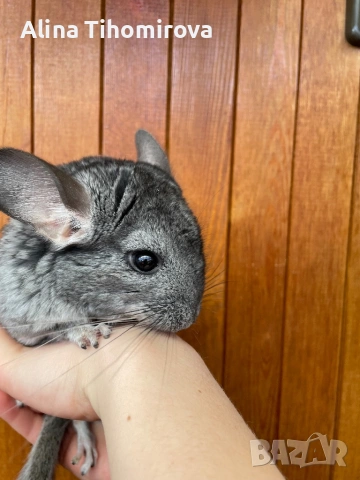 Чинчили , снимка 4 - Чинчили - 54325329