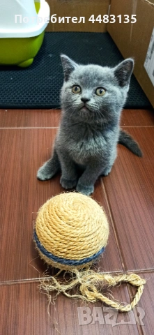 Котенца, снимка 9 - Британска късокосместа - 54756425
