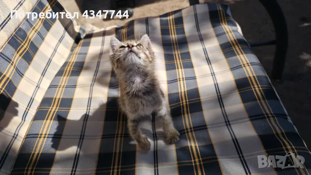 Подарява се малко мъжко коте. , снимка 6 - Други - 55689413