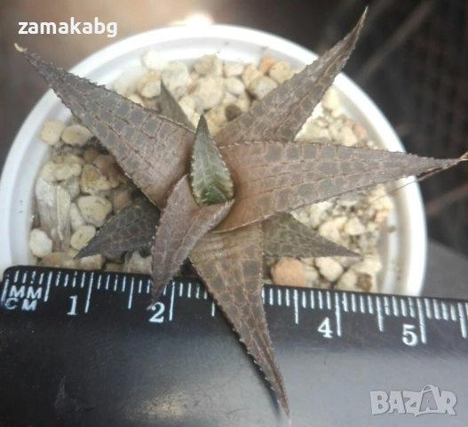 Хавортия теселата (Haworthia tessellata), сукулентно растение