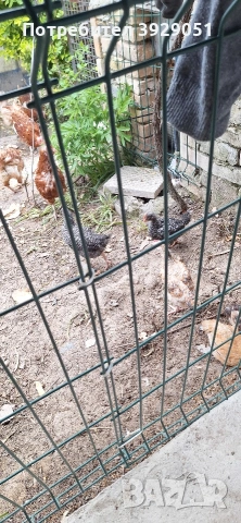 Продавам пилета , снимка 6 - Кокошки и пуйки - 54311612
