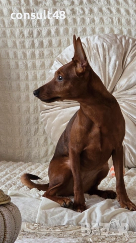 Продавам цверг пичнчер, снимка 3 - Пинчер - 54162714