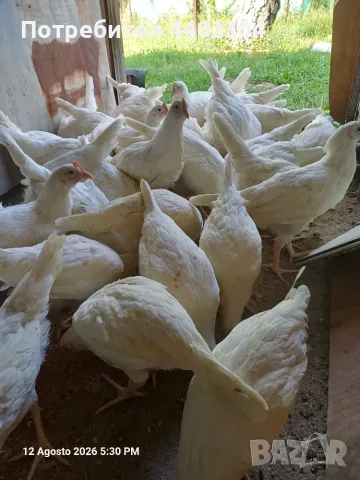 Легхорн само женски 