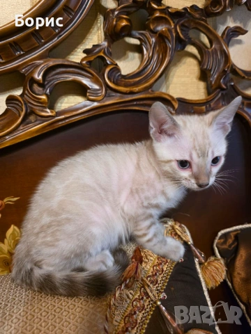 Бенгалска котка, снимка 2 - Бенгалски - 40146006