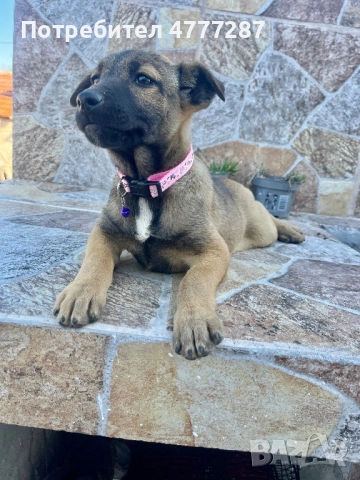 Кръстоска ….. белгийска Малиноа Последно женско, снимка 8 - Белгийска овчарка - 54312553