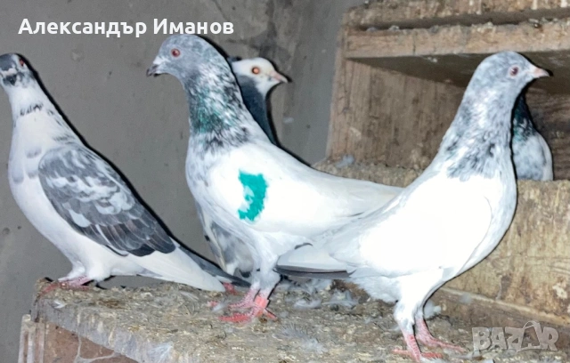 Гълъби