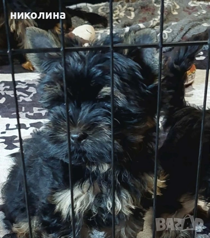 продавам йоркширски териер , снимка 6 - Йоркширски териер - 54806196