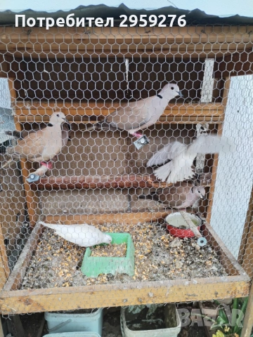 Продавам пътпъдъци и горгутки, снимка 2 - За птици - 54446527