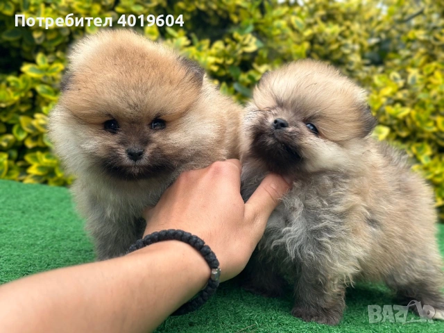 Малки померанчета , снимка 6 - Померан - 54754572