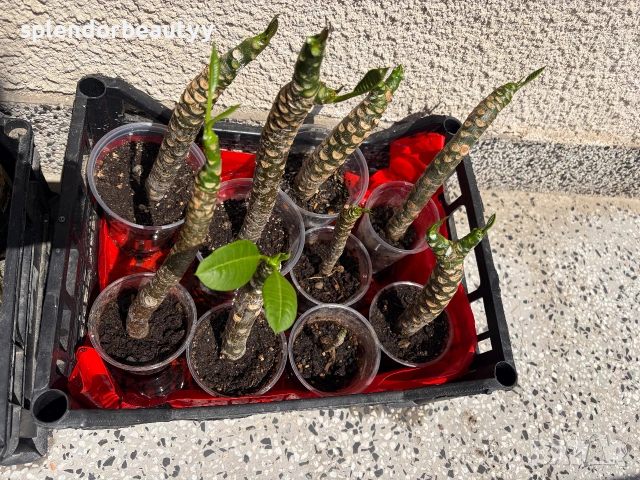 Плумерия (Frangipani) – Хавайско цвете, снимка 2 - Стайни растения - 54999376
