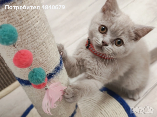 Чистокръвно британче, снимка 2 - Британска късокосместа - 54972566