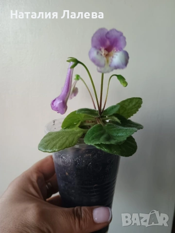 Мини синингия, mini siningia, снимка 2 - Стайни растения - 54774342