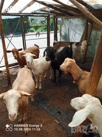 Продавам кози за дамазлък, снимка 3 - Кози - 55626541