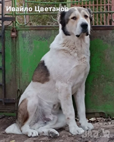 Алабай, снимка 7 - Алабай - 54011717
