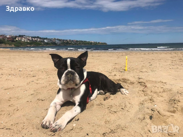 Подарявам боксер териер