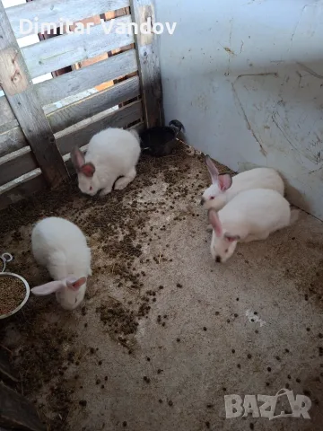 Зайци на 3 месеца , снимка 2 - Други животни - 55336732