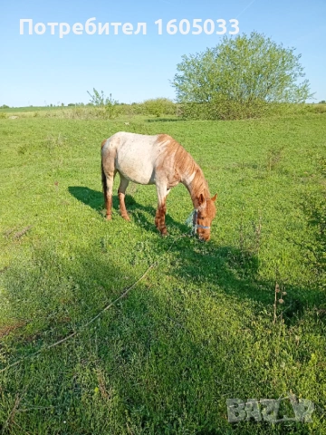 Кубила, снимка 3 - Коне - 54312274