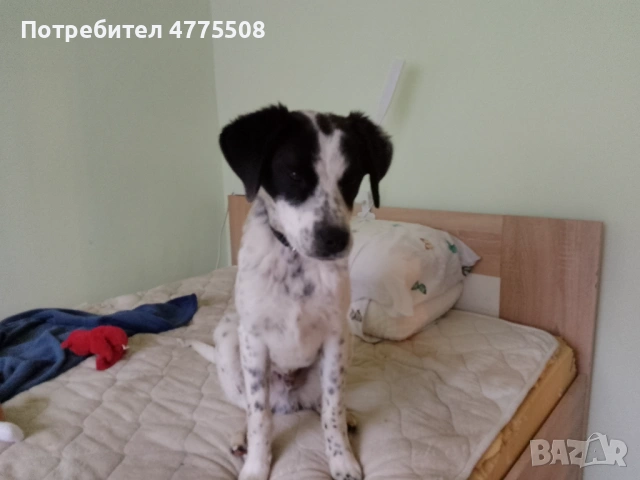 Подарявам кученце, снимка 2 - Английски сетери - 53951127