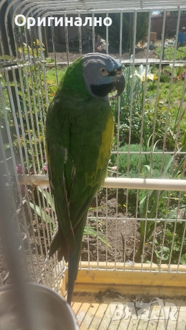 Розовогърд александър 🦜 Китайски Алексанри , снимка 9 - Папагали - 54490747