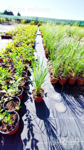 Пампаска трева, Кортадерия, бяла, Cortaderia Sellona, снимка 8 - Градински цветя и растения - 55337080