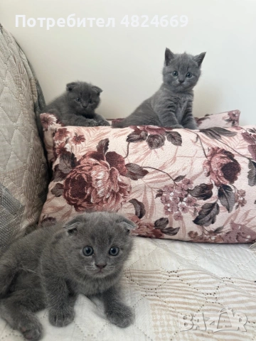 Шотландски клепоухи и правоухи котенца