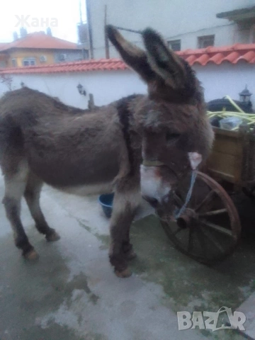 Продавам Женско Магаре , снимка 11 - За селскостопански - 54031468