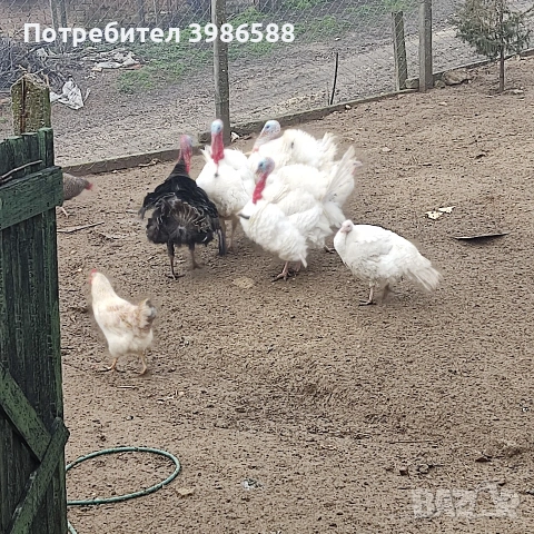 Пуйки