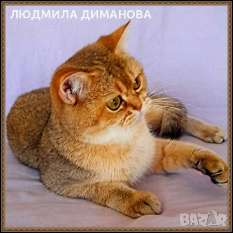 Шотландски златни чинчили мъжки , снимка 5 - Чинчили - 55197671