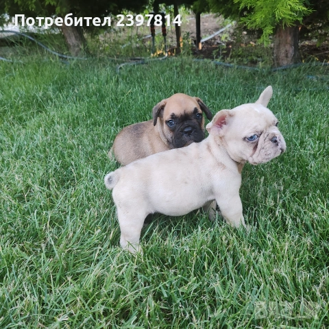 Френски булдог , снимка 15 - Френски булдог - 55008762