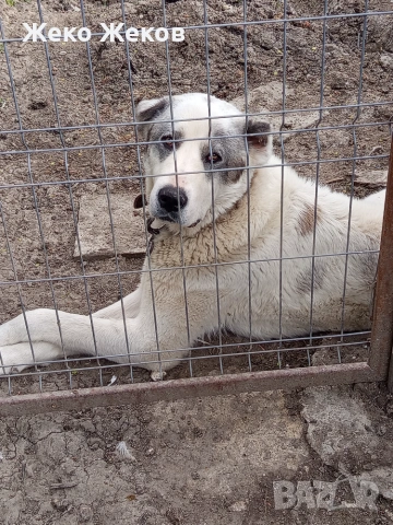 Продавам алабай
