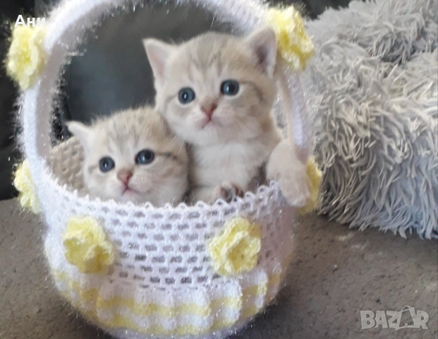 МОМИЧЕНЦА КАТО КОКИЧЕНЦА
