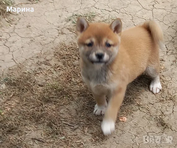 Шиба ину мъжки и женски кученца