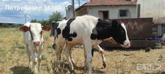 Продавам телета , снимка 3 - Крави - 55249503