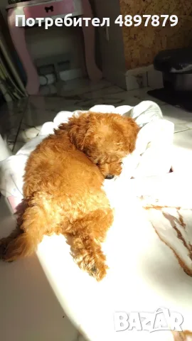Той пудел Toy poodle, снимка 4 - Пудели - 55419874