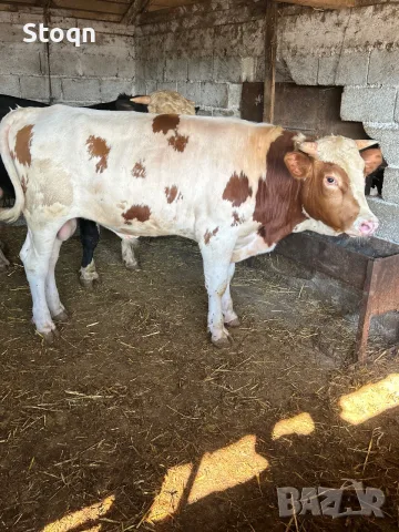 Продавам 3 Мъжки Телета, снимка 2 - Крави - 55615342