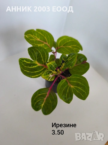 Сортови колерии,еписции., снимка 15 - Стайни растения - 55055306