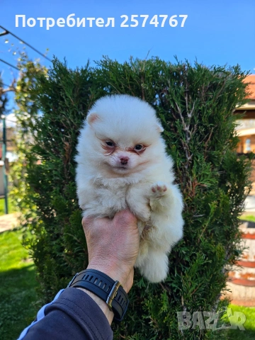 Померани , снимка 6 - Померан - 54097931