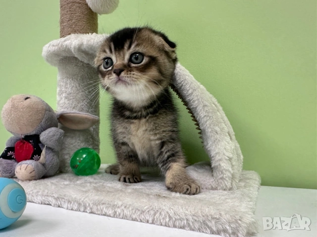 🐾 Шотландски клепоухи (Scottish Fold) и британски (British Shorthair) котенца, снимка 3 - Британска късокосместа - 54681387