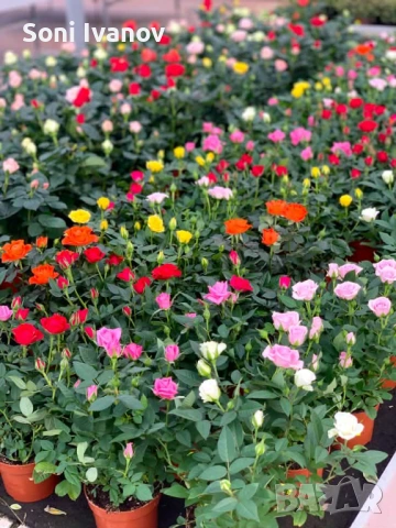 Контейнерни рози, щамбова рози, снимка 4 - Градински цветя и растения - 54100721