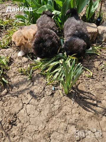 пекинези, снимка 8 - Пекинез - 53982097